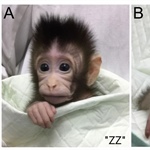 Von außen und von innen gleich: Chinesische Forscher klonen Affen