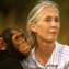 Berühmte Schimpansen-Forscherin wird 90