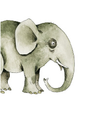 elefant