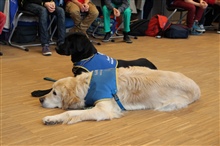 Visite vum Assistenz Hond