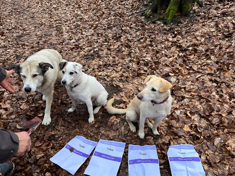4Teddi-1