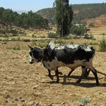 Dürre sorgt für Hunger in Äthiopien