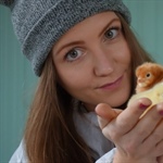 Eintagsküken – Warum Millionen männliche Hühner sterben müssen