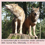 60 Wolfsrudel leben in Deutschland