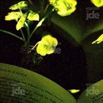 Lire à la lumière d’une plante
