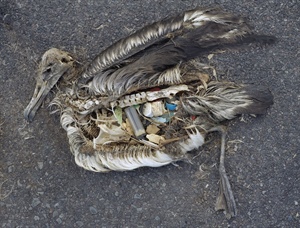 Plastikmüll im Meer