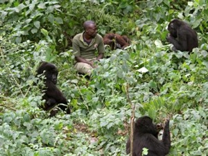 Gute Nachricht: wieder mehr Berggorillas