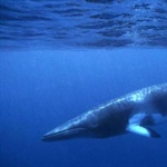 Ja­pan jagt wie­der Wa­le
