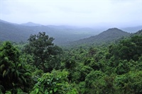 Der größte Regenwald wird immer kleiner