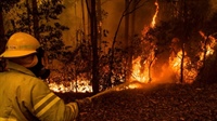 Buschbrände - Feuer in Australien wüten weiter