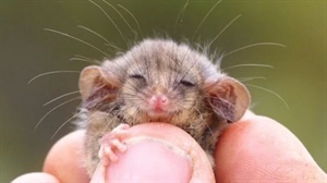 Australie : revoilà les opossums !