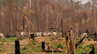 Re­gen­wald-Zer­stö­rer: Eu­ro­pa auf Platz zwei