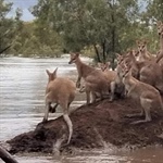 Rekord-Hochwasser in Australien