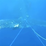 Naïline a filmé le sauvetage d’une baleine