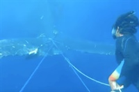 Naïline a filmé le sauvetage d’une baleine