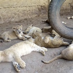 Schluss mit Löwenzucht für faule Jagd-Touristen