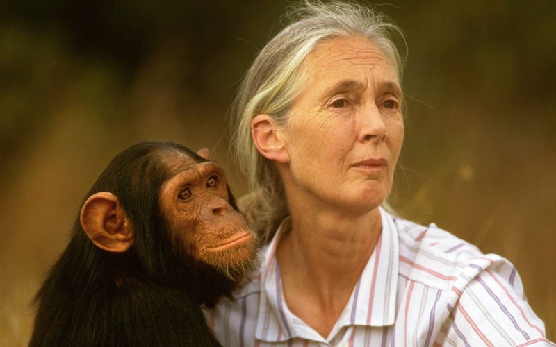 Berühmte Schimpansen-Forscherin wird 90